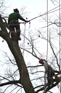 Two climbers safely removing a tree limb.