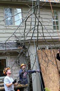 Rooted Trees takes safety and protection of property seriously. Here the team is carefully lowering tree branches.